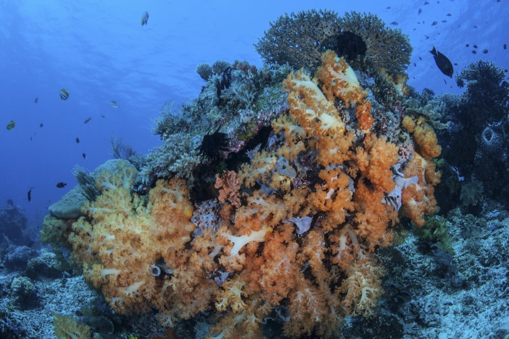 Soft coral colonies thrive on a reef in Komodo National Park Indonesia Canvas Art - Ethan DanielsStocktrek Images (17 x 12)