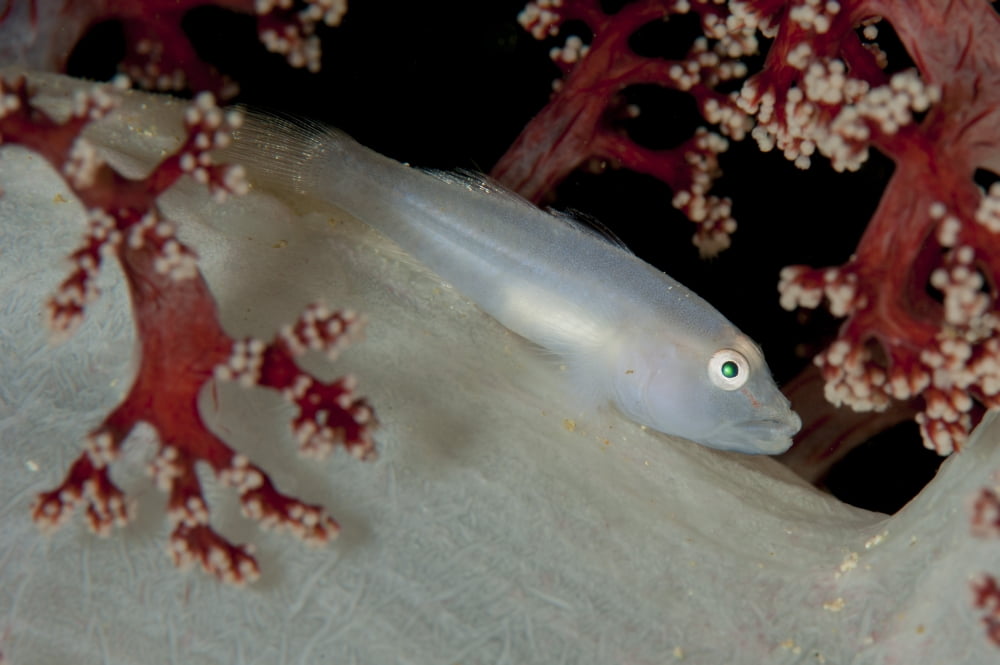 Soft coral ghost goby lying on white and red soft coral Canvas Art - Steve JonesStocktrek Images (35 x 23)
