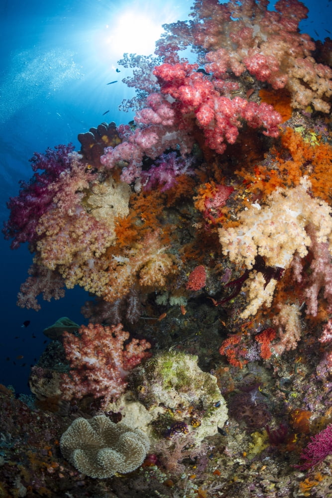 Soft coral in Raja Ampat Indonesia Canvas Art - Todd WinnerStocktrek Images (12 x 18)