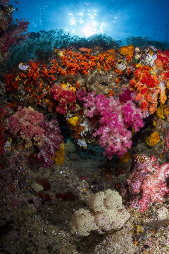 Soft coral in Raja Ampat Indonesia Canvas Art - Todd WinnerStocktrek Images (12 x 18)
