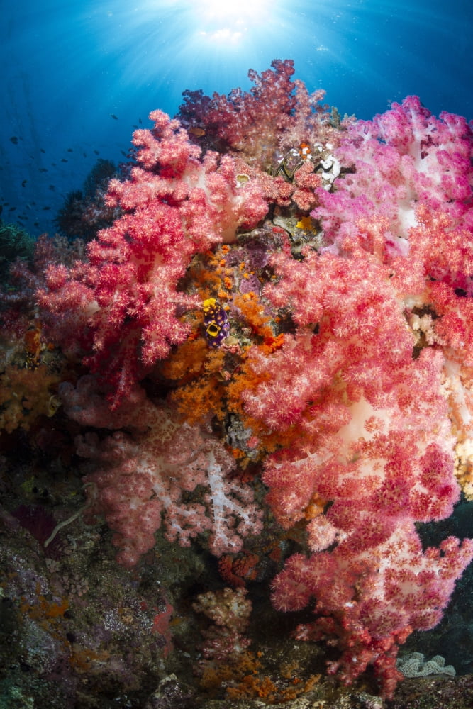 Soft coral in Raja Ampat Indonesia Canvas Art - Todd WinnerStocktrek Images (12 x 18)