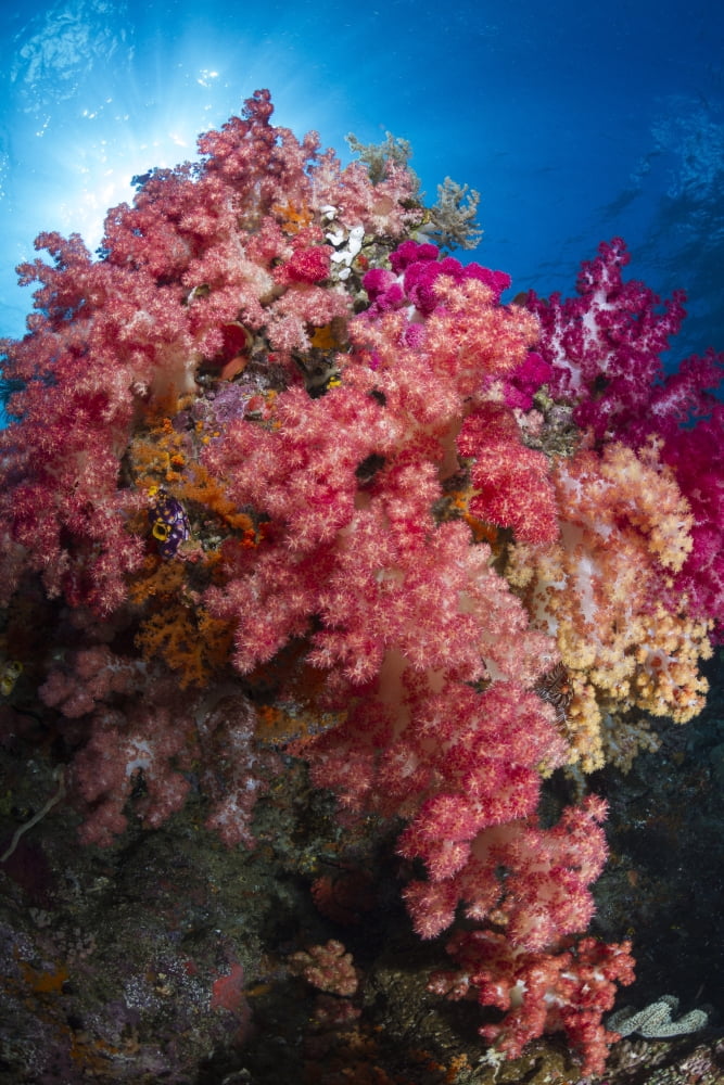Soft coral in Raja Ampat Indonesia Canvas Art - Todd WinnerStocktrek Images (12 x 18)