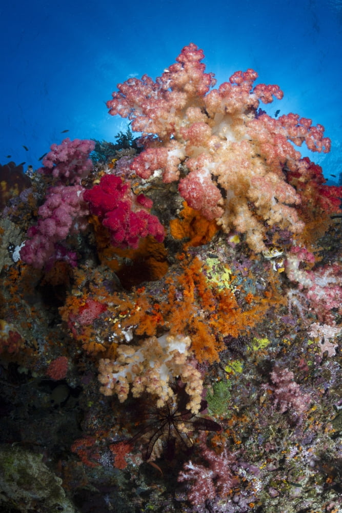 Soft coral in Raja Ampat Indonesia Canvas Art - Todd WinnerStocktrek Images (12 x 18)
