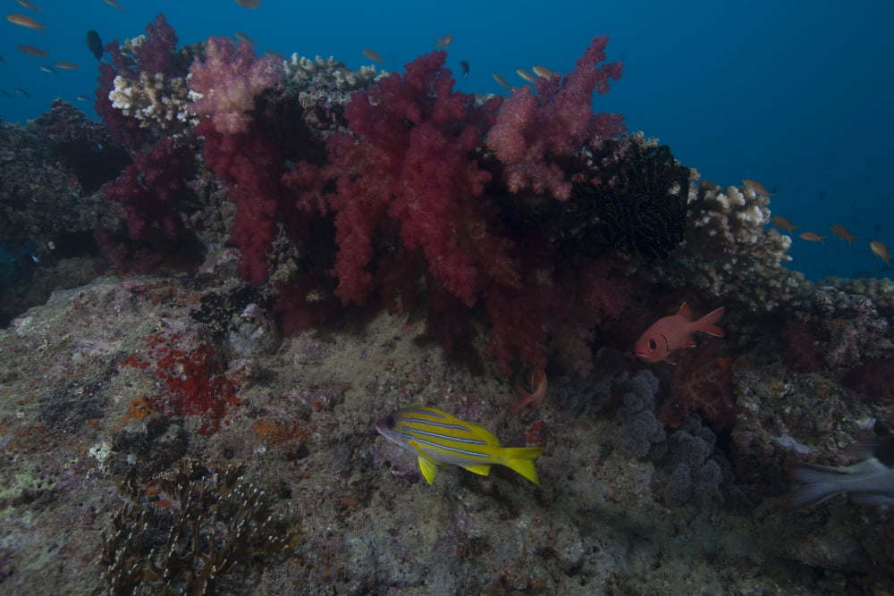 Soft coral on a Fijian reef Canvas Art - Terry MooreStocktrek Images (18 x 12)