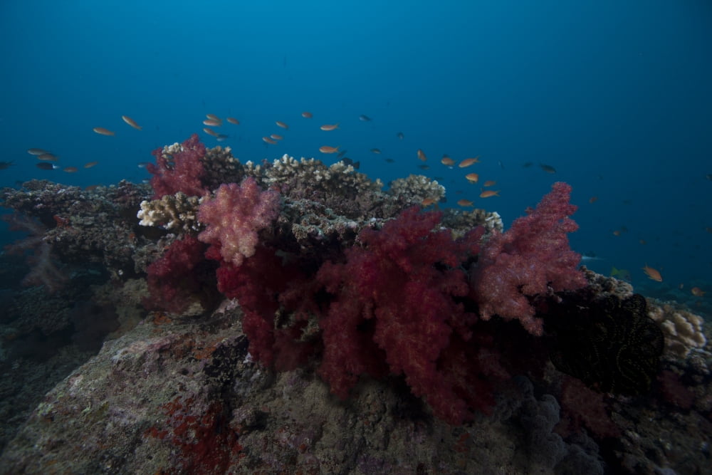 Soft coral on a Fijian reef Canvas Art - Terry MooreStocktrek Images (18 x 12)