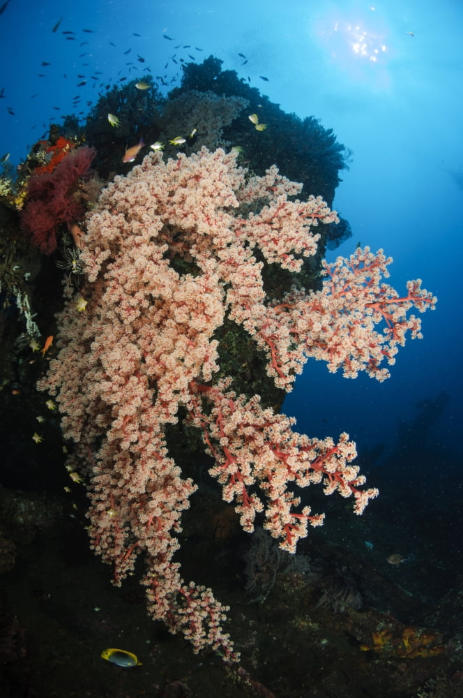 Soft coral on the LIberty Wreck Bali Indonesia Canvas Art - Todd WinnerStocktrek Images (23 x 35)