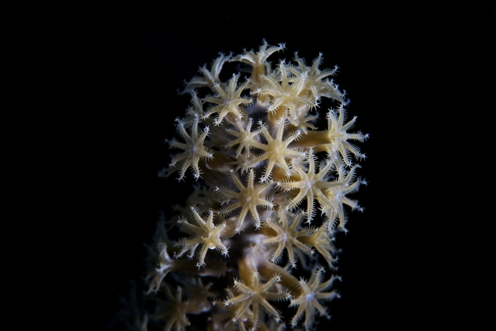 Soft coral polyps feeding at night Canvas Art - Terry MooreStocktrek Images (18 x 12)