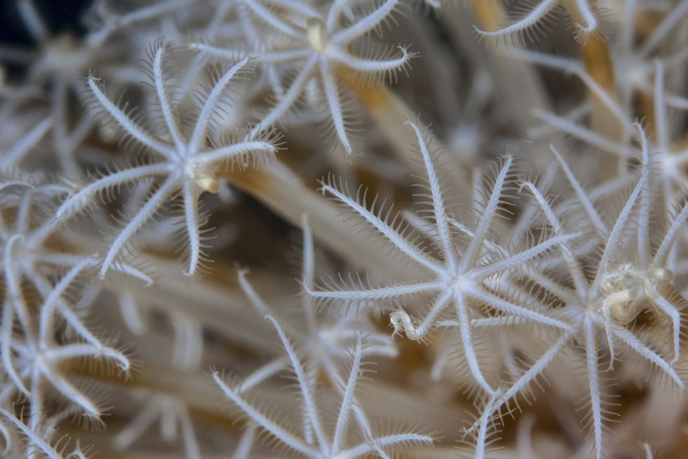 Soft coral polyps growing on a reef in Indonesia Canvas Art - Ethan DanielsStocktrek Images (34 x 23)