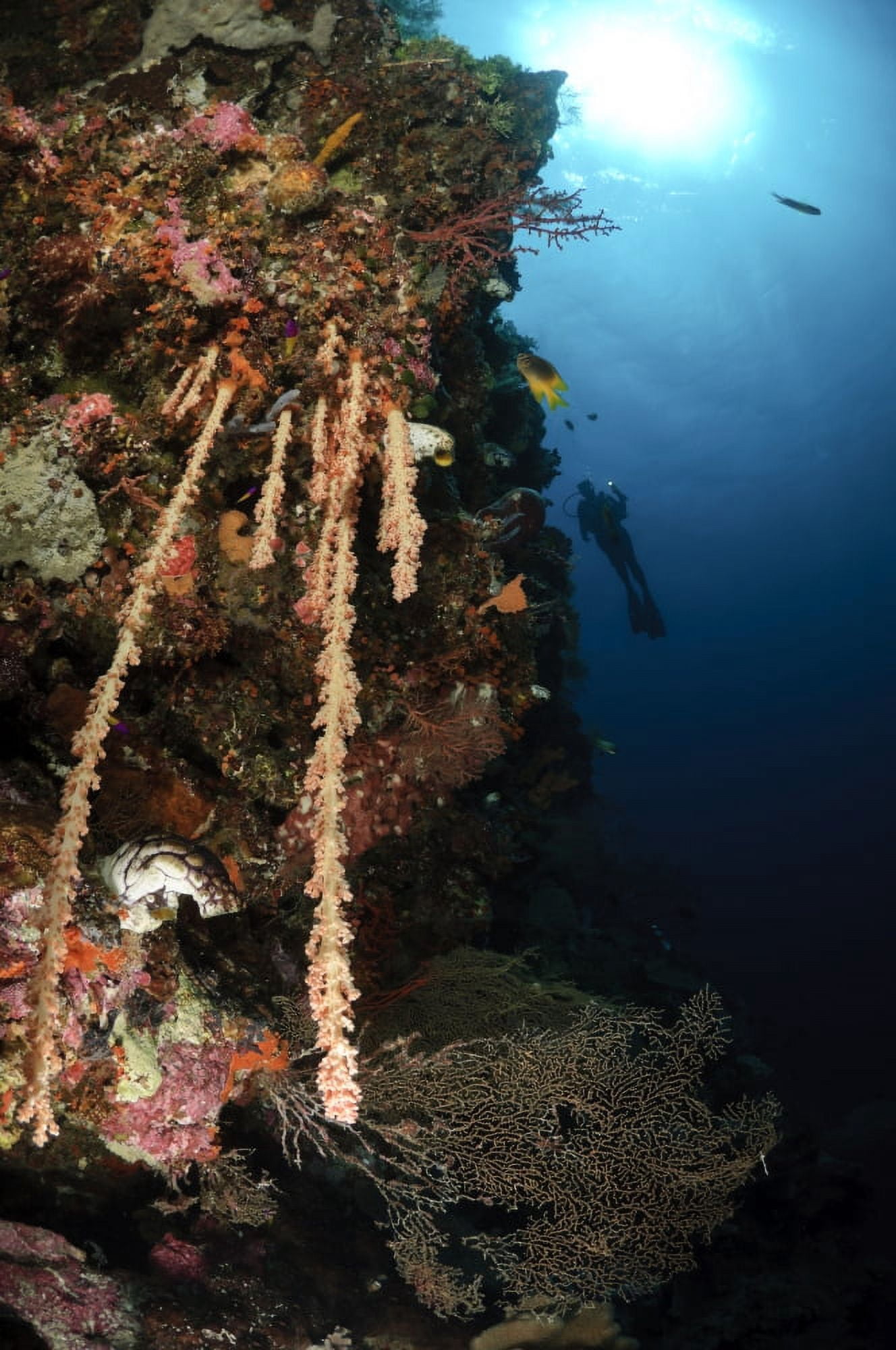 Soft coral reef Indonesia Canvas Art - Todd WinnerStocktrek Images (23 x 35)