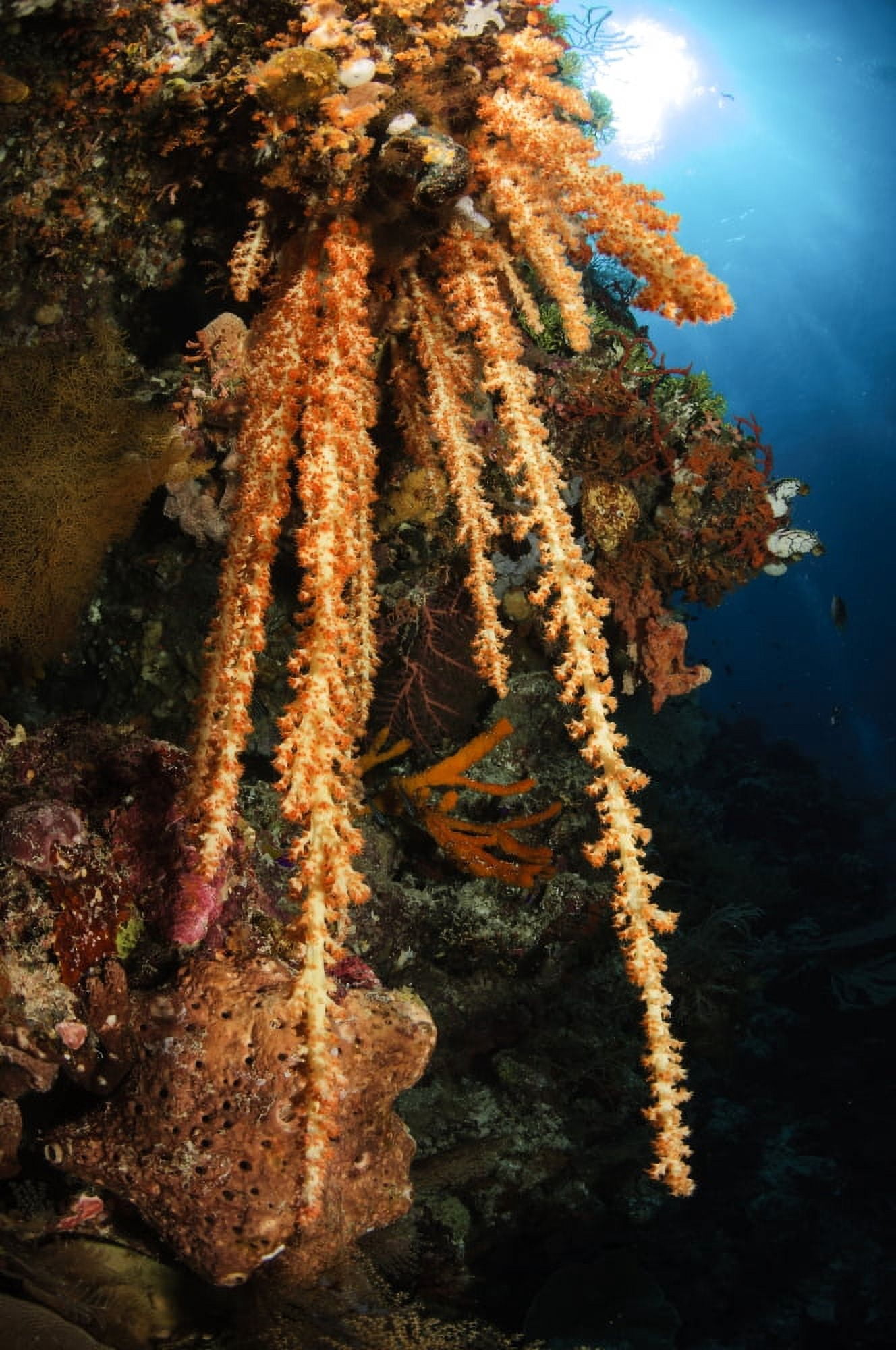 Soft coral reef seascape Indonesia Canvas Art - Todd WinnerStocktrek Images (12 x 18)