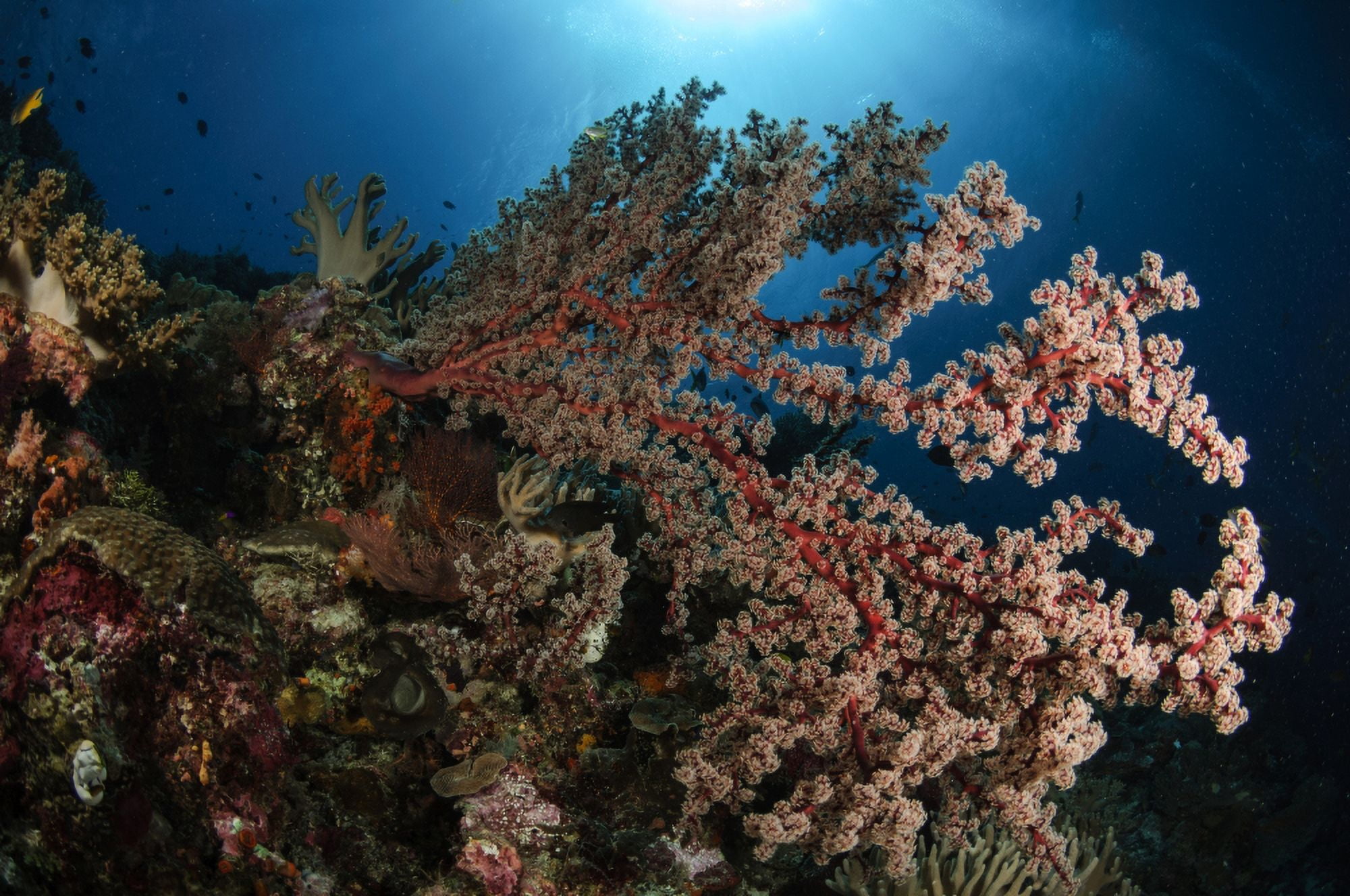 Soft coral reef seascape Indonesia Canvas Art - Todd WinnerStocktrek Images (35 x 23)