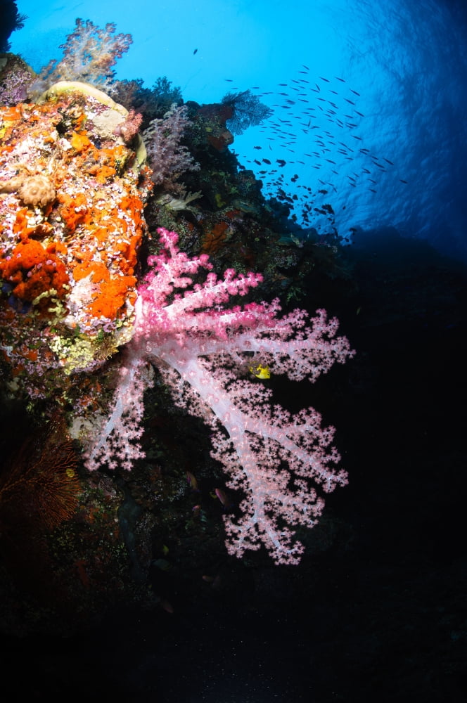 Soft coral seascape Fiji Canvas Art - Todd WinnerStocktrek Images (12 x 18)
