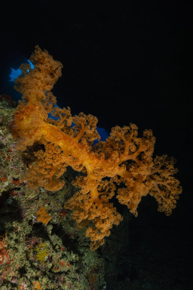 Soft coral seascape Fiji Canvas Art - Todd WinnerStocktrek Images (12 x 18)