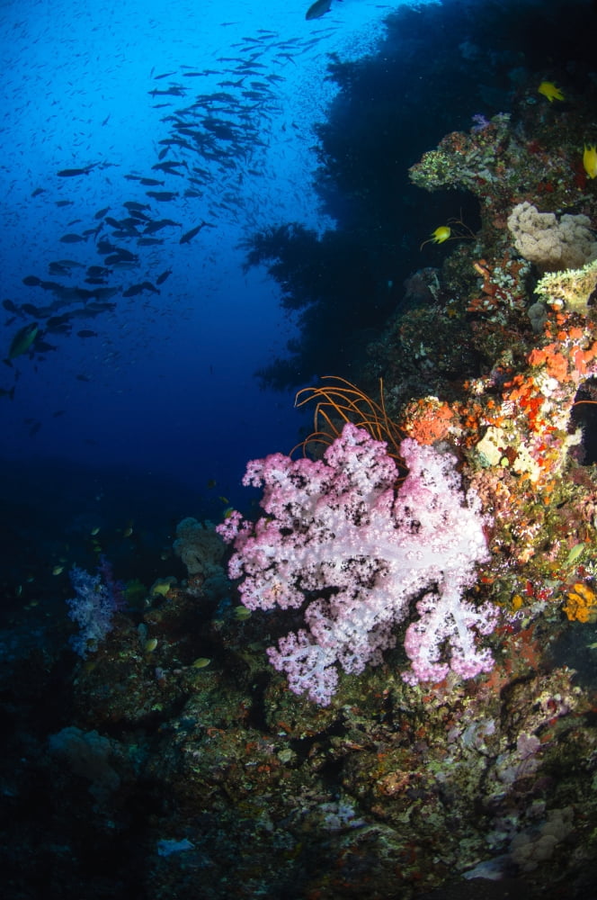 Soft coral seascape Fiji Canvas Art - Todd WinnerStocktrek Images (12 x 18)