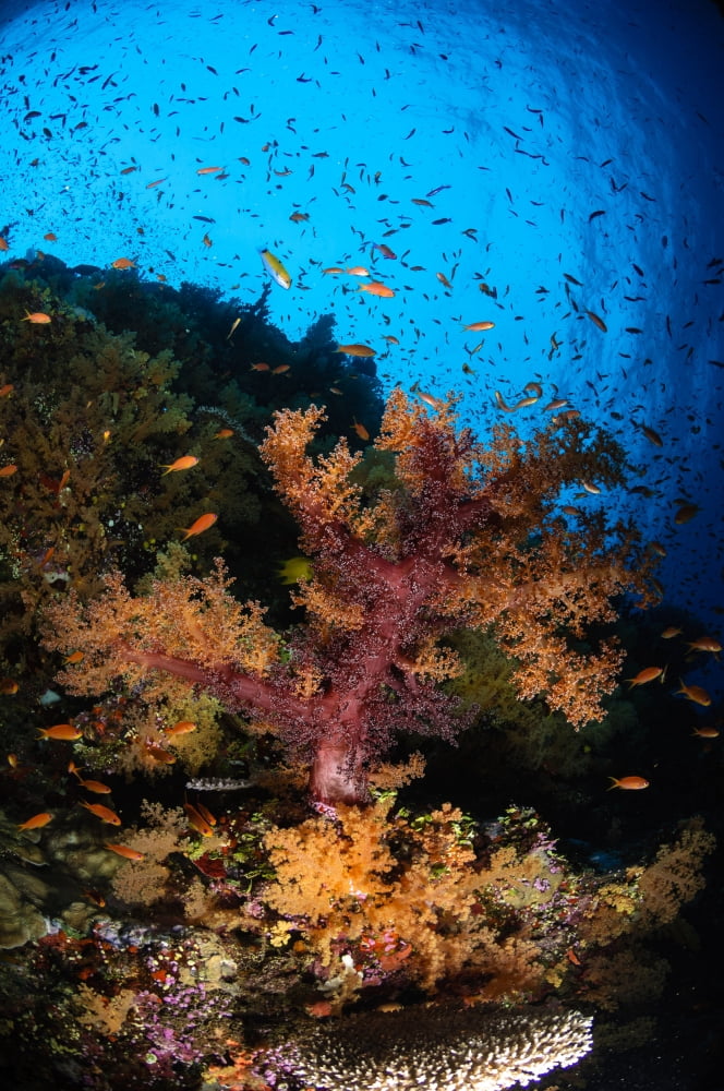 Soft coral seascape Fiji Canvas Art - Todd WinnerStocktrek Images (23 x 35)