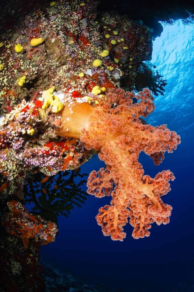Soft coral seascape Fiji Canvas Art - Todd WinnerStocktrek Images (24 x 36)