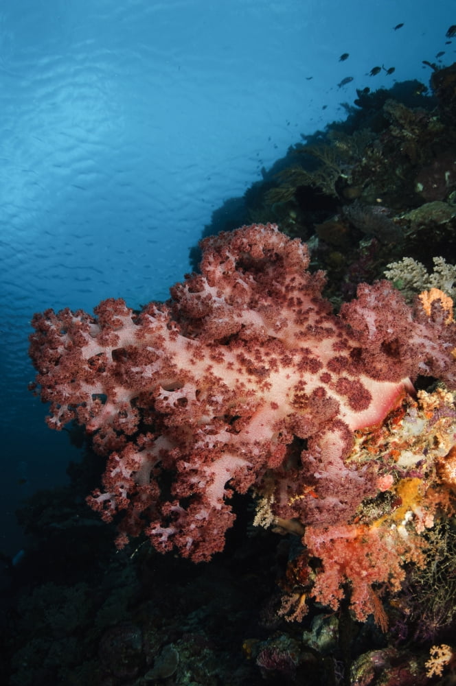 Soft coral seascape Indonesia Canvas Art - Todd WinnerStocktrek Images (12 x 18)