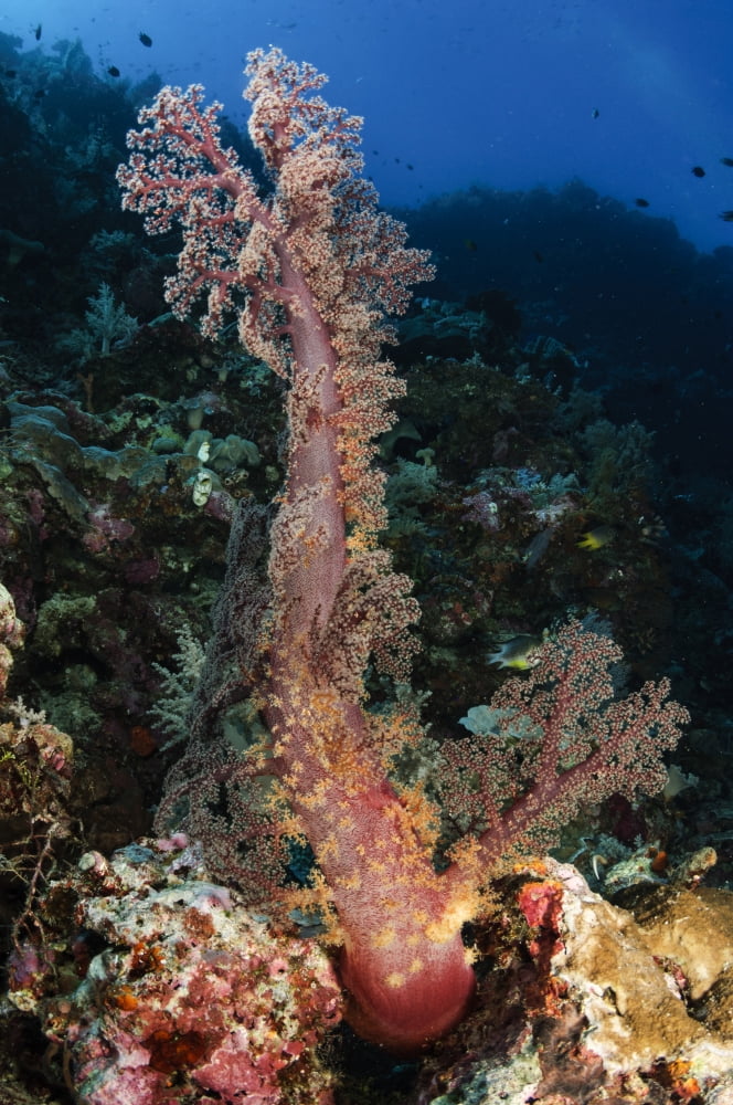 Soft coral seascape Indonesia Canvas Art - Todd WinnerStocktrek Images (12 x 18)