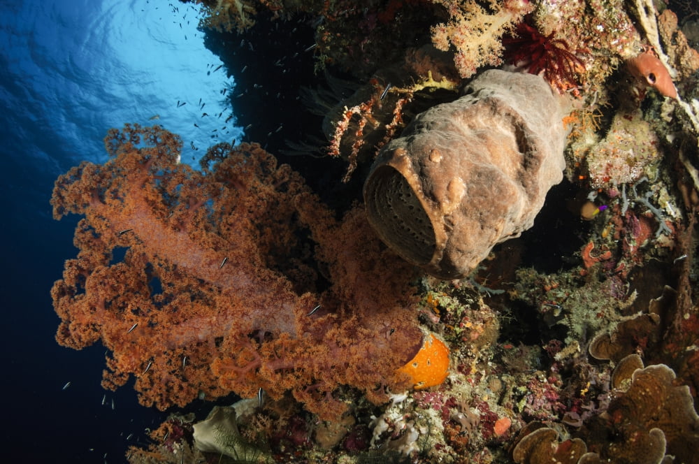 Soft coral seascape Indonesia Canvas Art - Todd WinnerStocktrek Images (35 x 23)