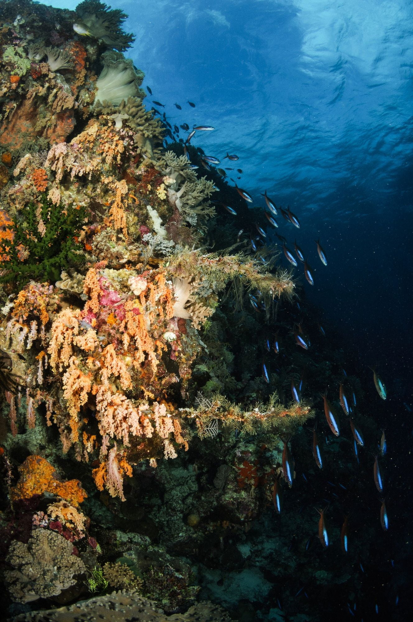 Soft coral seascape and rainbow runners Indonesia Canvas Art - Todd WinnerStocktrek Images (23 x 35)