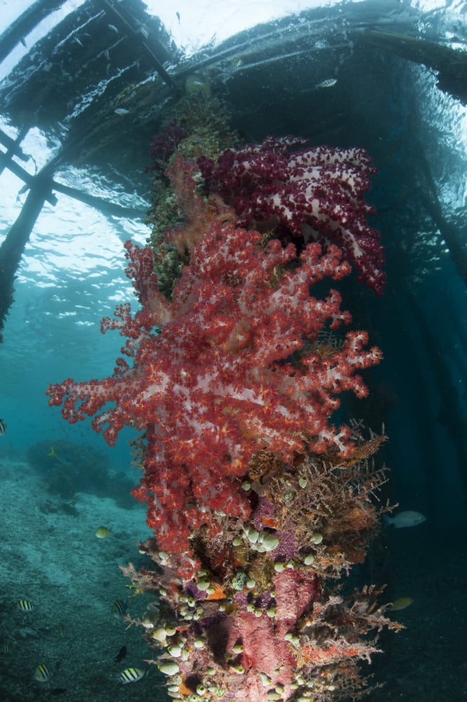 Soft corals adorn the legs of Arborek Jetty Raja Ampat Indonesia Canvas Art - Steve JonesStocktrek Images (12 x 18)
