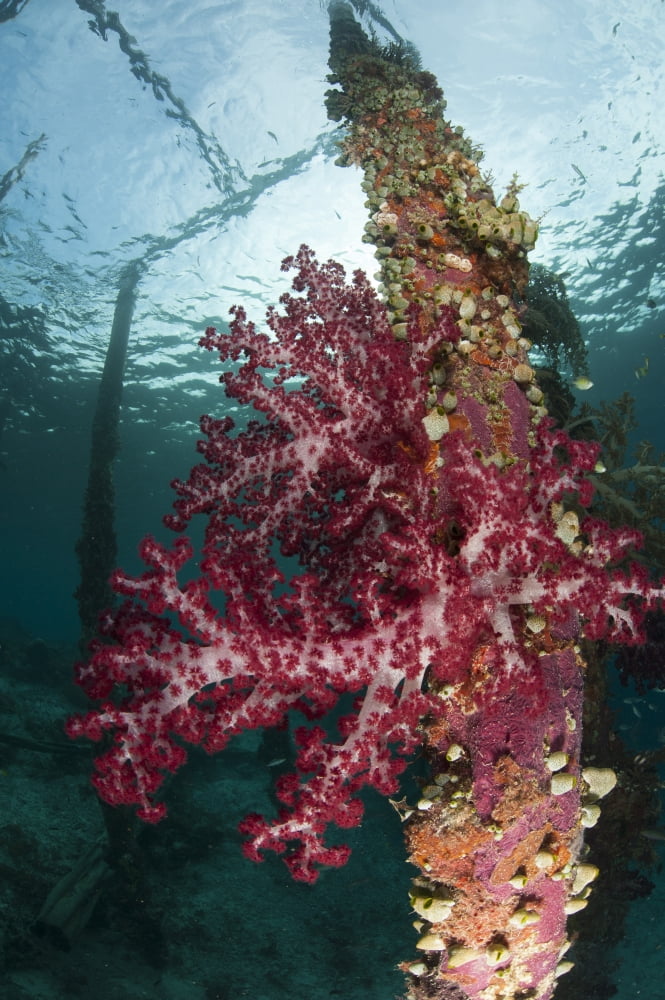 Soft corals adorn the legs of Arborek Jetty Raja Ampat Indonesia Canvas Art - Steve JonesStocktrek Images (12 x 18)