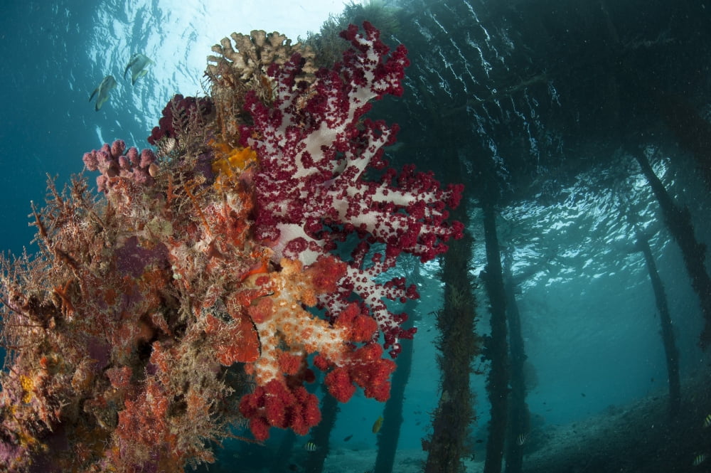 Soft corals adorn the legs of Arborek Jetty Raja Ampat Indonesia Canvas Art - Steve JonesStocktrek Images (35 x 23)