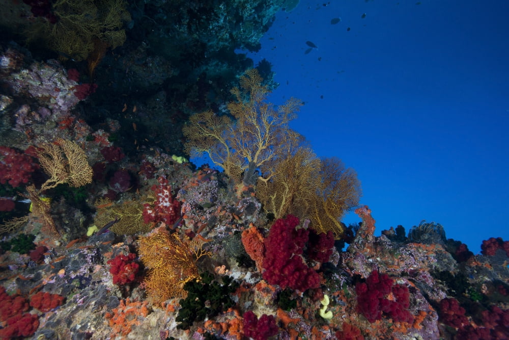 Soft corals and gorgonian sea fans adorn a reef in Fiji Canvas Art - Terry MooreStocktrek Images (35 x 23)
