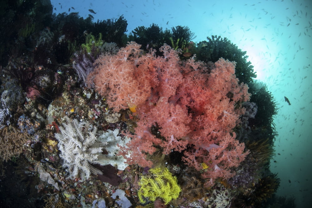 Soft corals and invertebrates grow on a deep reef in Indonesia Canvas Art - Ethan DanielsStocktrek Images (17 x 12)