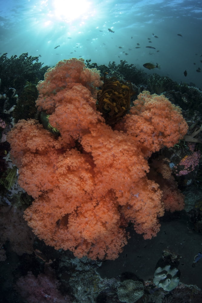 Soft corals and invertebrates grow on a deep reef in Indonesia Canvas Art - Ethan DanielsStocktrek Images (23 x 34)