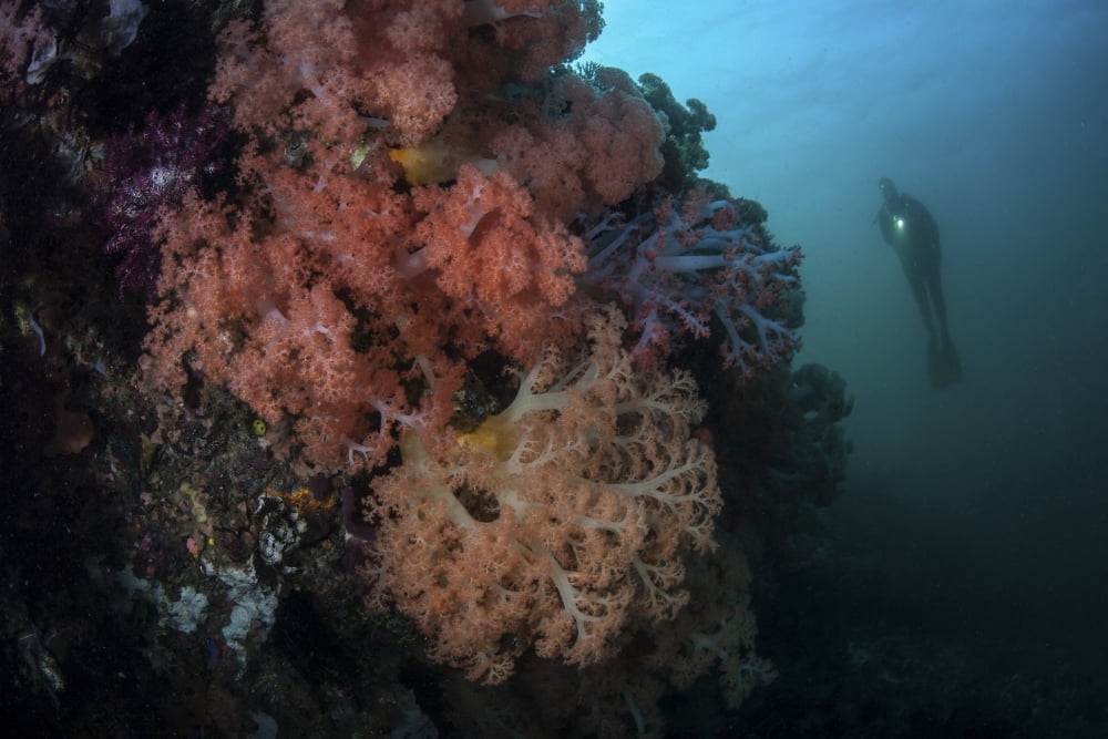 Soft corals and invertebrates grow on a deep reef in Indonesia Canvas Art - Ethan DanielsStocktrek Images (34 x 23)