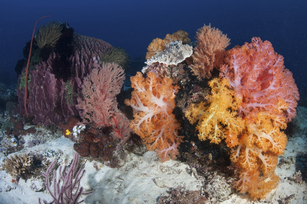 Soft corals and invertebrates on a beautiful reef in Indonesia Canvas Art - Ethan DanielsStocktrek Images (17 x 12)