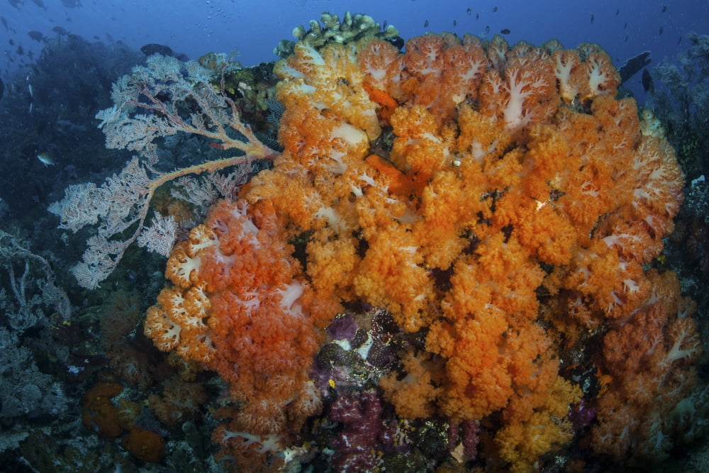 Soft corals and invertebrates on a beautiful reef in Indonesia Canvas Art - Ethan DanielsStocktrek Images (34 x 23)