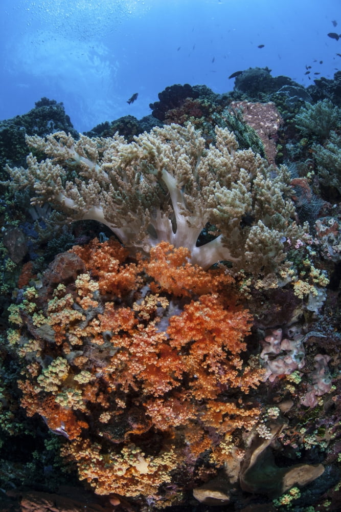 Soft corals and other invertebrates grow on a reef in Indonesia Canvas Art - Ethan DanielsStocktrek Images (12 x 17)