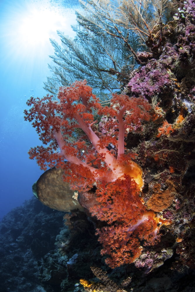 Soft corals and other invertebrates grow on a reef in Indonesia Canvas Art - Ethan DanielsStocktrek Images (12 x 17)