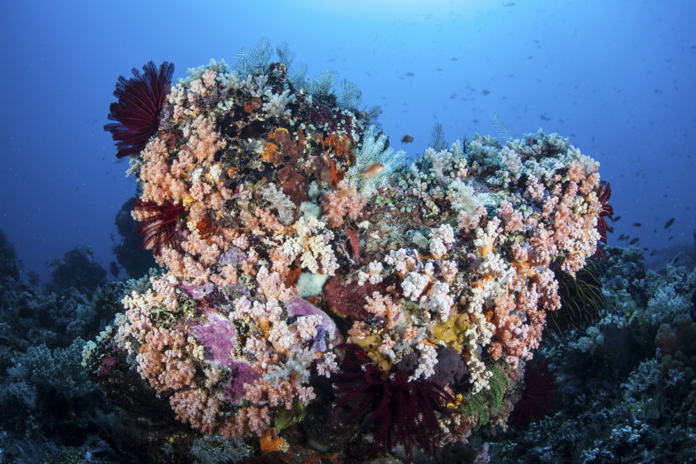 Soft corals and other invertebrates grow on a reef in Indonesia Canvas Art - Ethan DanielsStocktrek Images (17 x 12)
