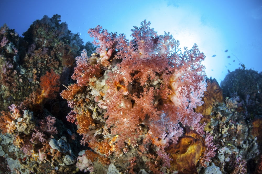 Soft corals and other invertebrates grow on a reef in Indonesia Canvas Art - Ethan DanielsStocktrek Images (17 x 12)