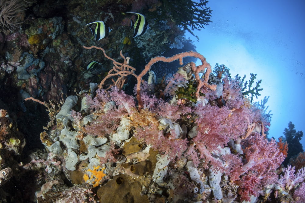 Soft corals and other invertebrates grow on a reef in Indonesia Canvas Art - Ethan DanielsStocktrek Images (17 x 12)
