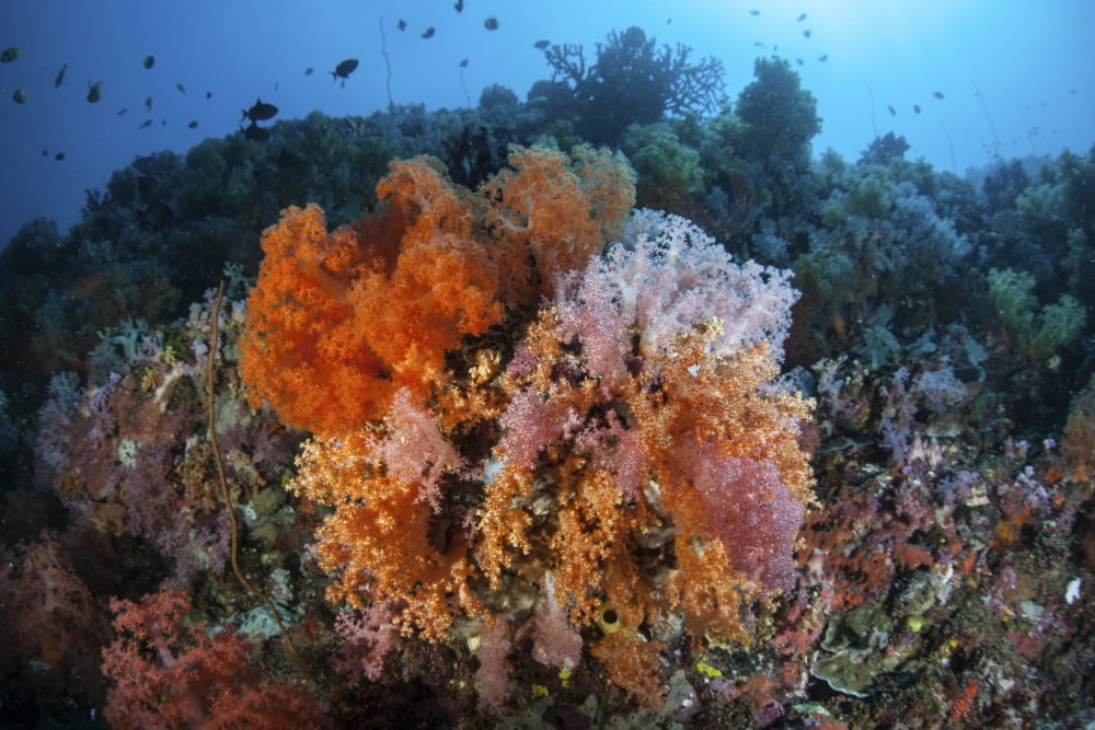 Soft corals and other invertebrates grow on a reef in Indonesia Canvas Art - Ethan DanielsStocktrek Images (34 x 23)