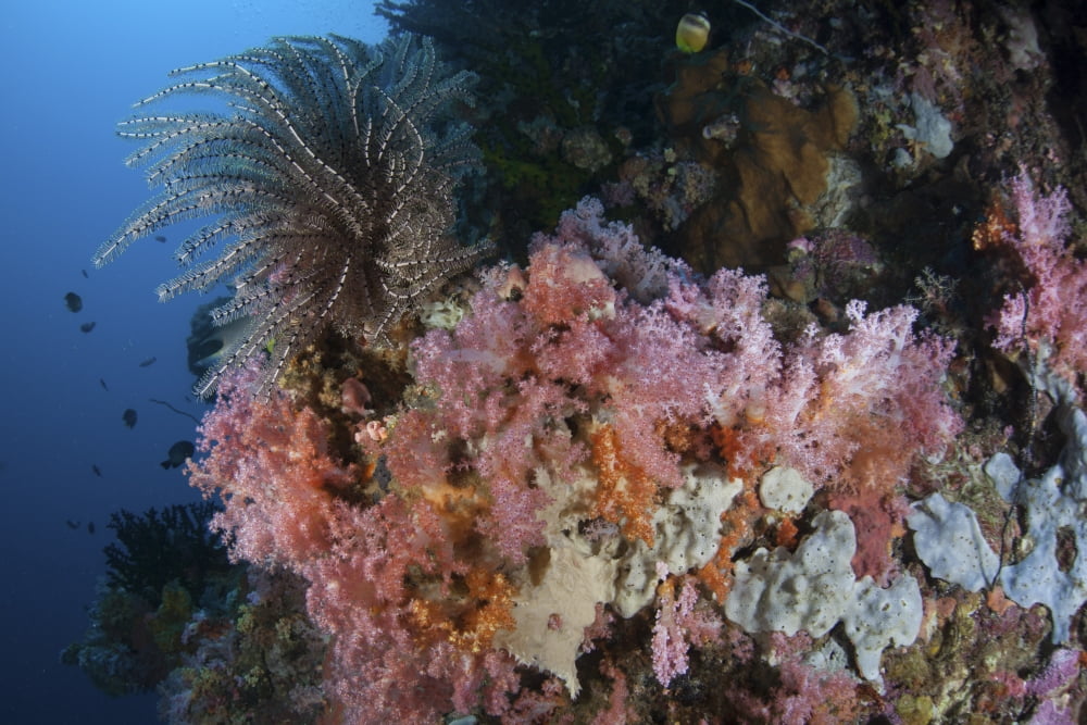 Soft corals and other invertebrates grow on a reef in Indonesia Canvas Art - Ethan DanielsStocktrek Images (34 x 23)