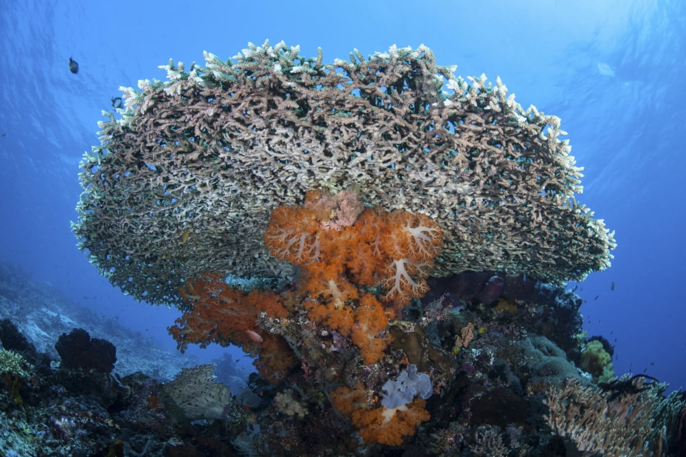 Soft corals grow beneath a large table coral in Indonesia Canvas Art - Ethan DanielsStocktrek Images (34 x 23)
