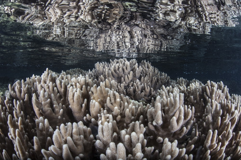 Soft corals grow in shallow water in Raja Ampat Indonesia Canvas Art - Ethan DanielsStocktrek Images (17 x 12)