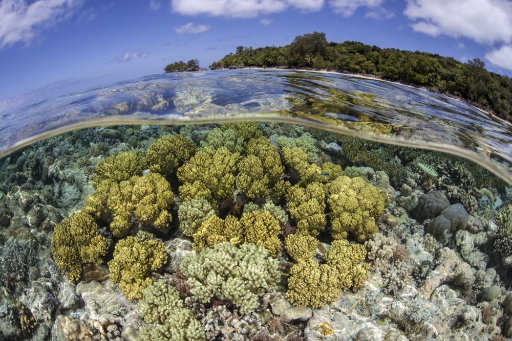 Soft corals grow on the edge of Palaus barrier reef Canvas Art - Ethan DanielsStocktrek Images (34 x 23)