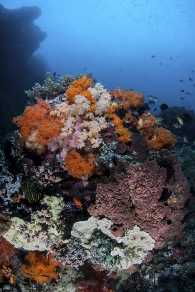Soft corals sponges and other invertebrates on a reef in Indonesia Canvas Art - Ethan DanielsStocktrek Images (12 x 17)