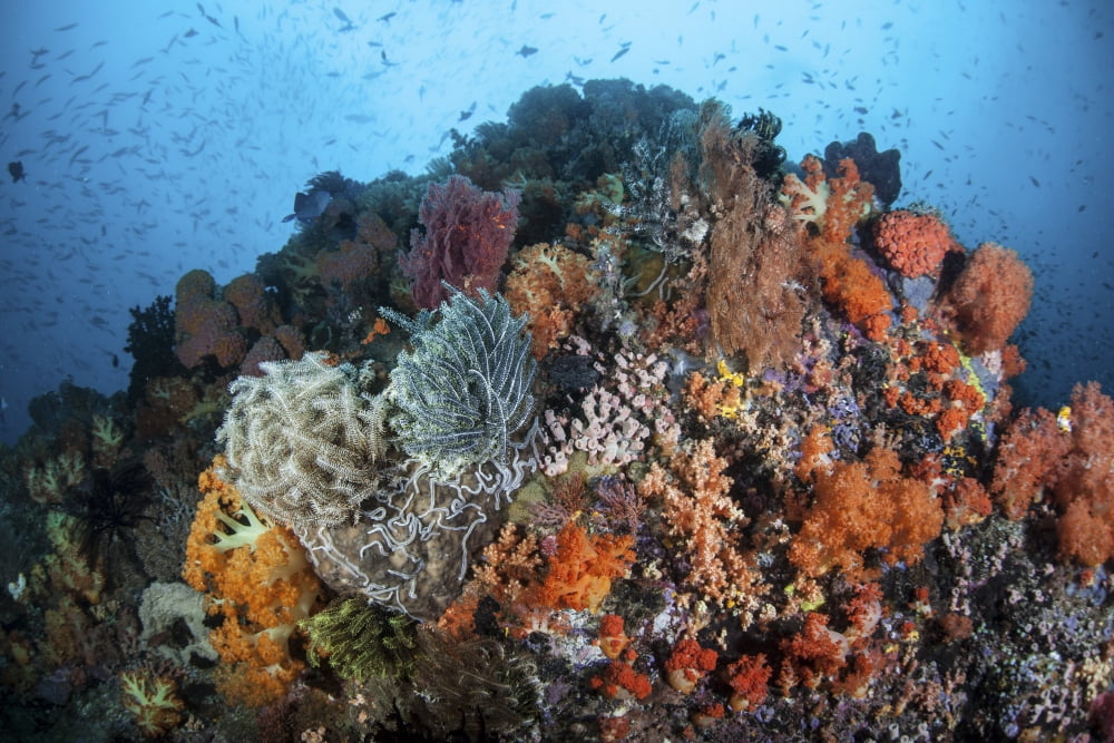Soft corals sponges and other invertebrates on a reef in Indonesia Canvas Art - Ethan DanielsStocktrek Images (34 x 23)