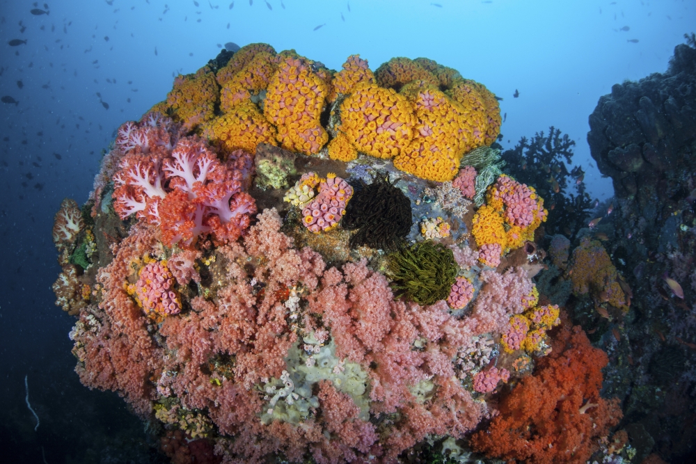 Soft corals sponges and other invertebrates on a reef in Indonesia Canvas Art - Ethan DanielsStocktrek Images (34 x 23)