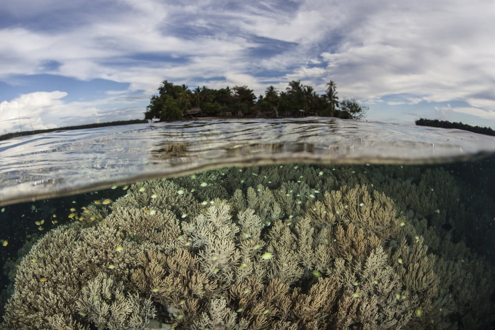 Soft corals thrive on a reef in the Solomon Islands Canvas Art - Ethan DanielsStocktrek Images (34 x 23)
