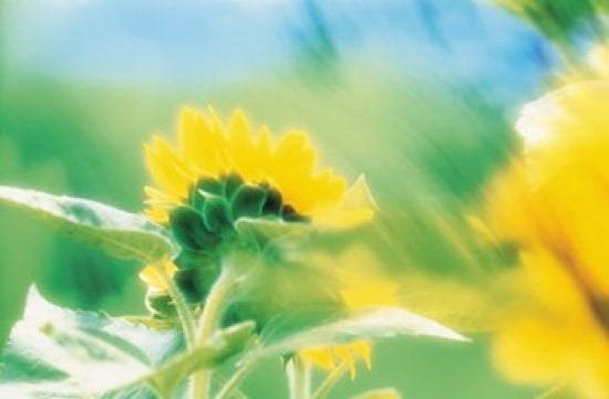 Soft focus of yellow flower blurred motion Canvas Art - Panoramic Images (36 x 24)
