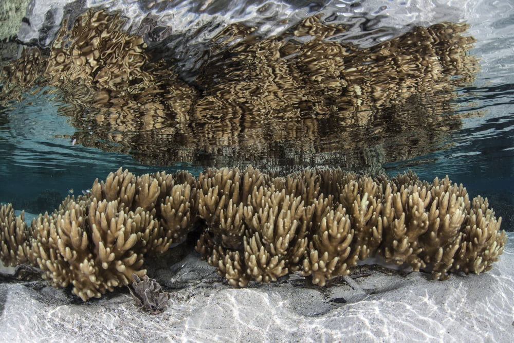 Soft leather corals grow in the shallow waters in the Solomon Islands Canvas Art - Ethan DanielsStocktrek Images (17 x 12)