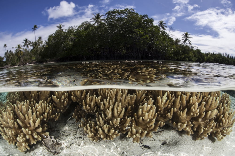 Soft leather corals grow in the shallow waters in the Solomon Islands Canvas Art - Ethan DanielsStocktrek Images (17 x 12)